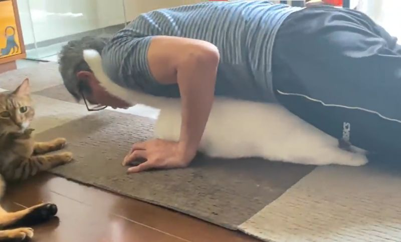貓貓「Mirko」化身魔鬼健身教練。（圖／翻攝自推特@ccchisa76）