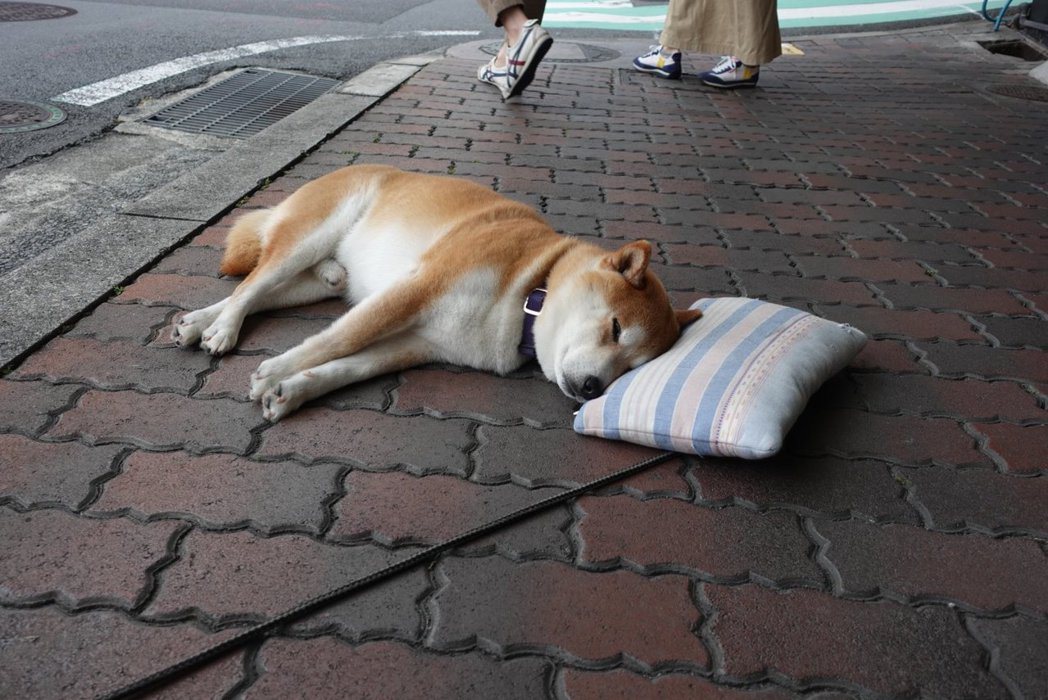 一隻柴犬睡在人行道上，還自備枕頭引起網友討論。 圖擷自@pkpk_hammer