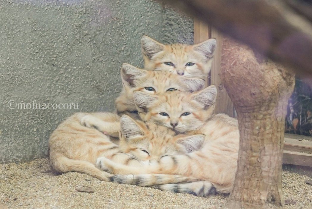 四隻沙貓寶寶窩在一起睡覺，疊起來超像小金字塔。 (圖/取自推特)