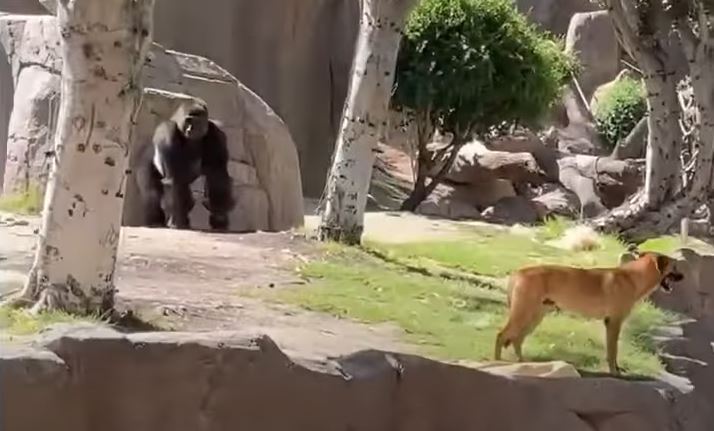 一隻狗狗誤入動物大猩猩園區，驚恐的四處張望，下秒大猩猩就追過來了。 (圖/取自影片)