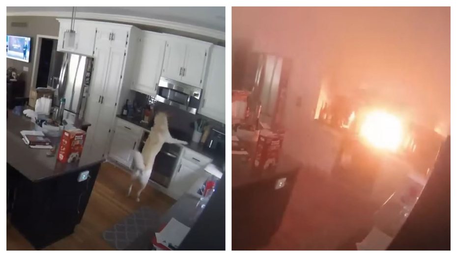 一隻狗狗到廚房找食物誤觸瓦斯爐開關，瞬間爆出火光整間屋子燒毀。 (圖/取自影片)