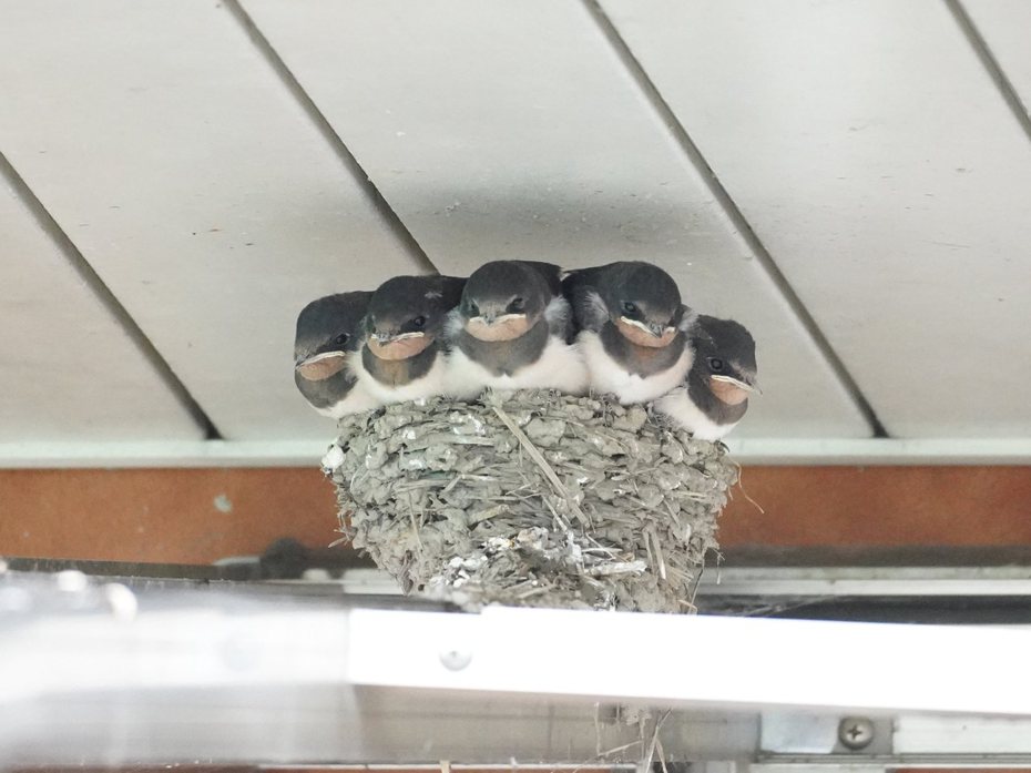 燕子寶寶們全擠在小小的巢裡。（圖／翻攝自推特@chibiko_todo）