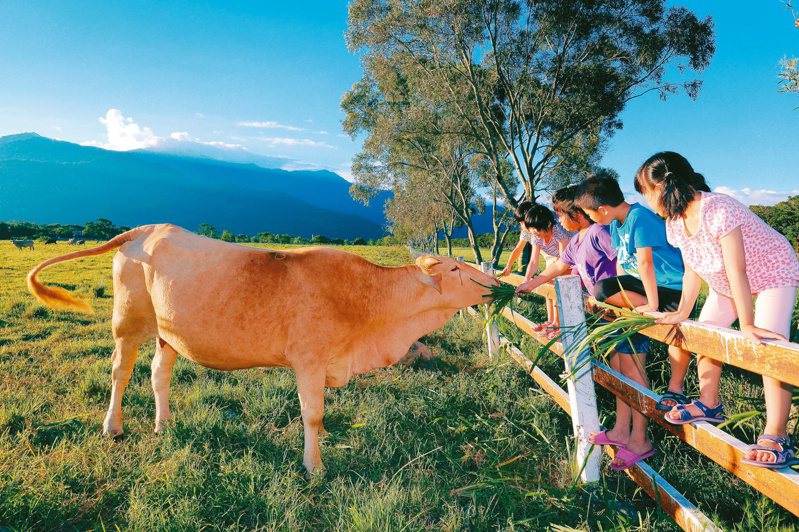 ▲到台糖台東池上牧野渡假村可以餵食草食系動物。圖/台糖公司提供。
