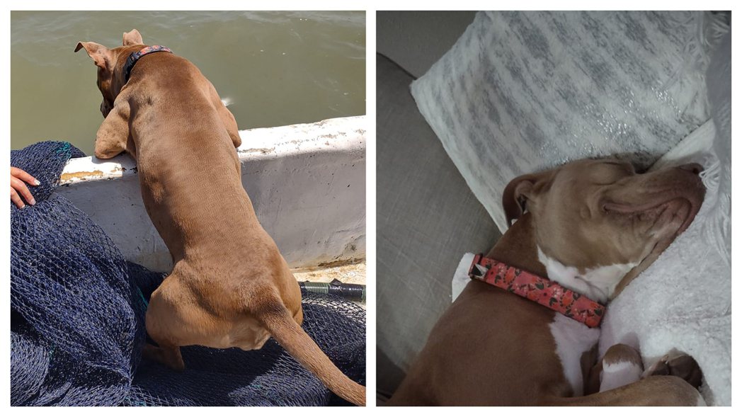 一隻狗狗墜海失蹤，自己游了4.8公里上岸，六天後與飼主團聚。 (圖/取自臉書「Keith Soffes」)