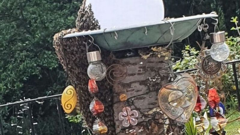 蜜蜂爬满丽雅家门外的树干，成千上万的蜂群密佈。图撷自(photo:UDN)