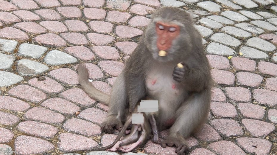 有民眾在台東縣東河鄉登仙橋發現1隻母猴抱著已夭折的孩子出來覓食，不時還會看著懷中的孩子，影片PO上臉書引起共鳴。圖／民眾提供