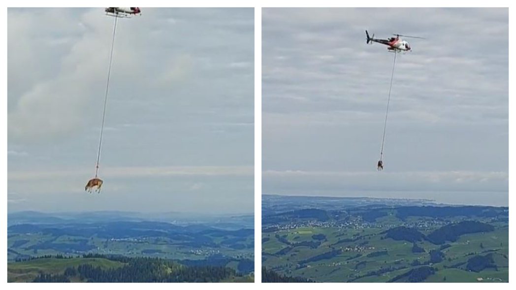 有網友在瑞士鄉間目擊到牧場的牛被直升機吊掛在半空中飛。 (圖/取自Tiktok「katies_wanderlust」影片)