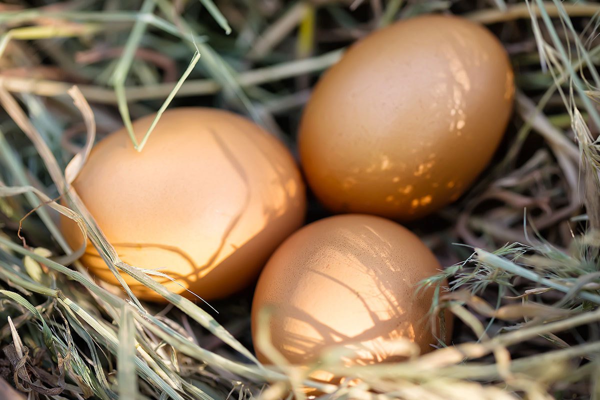 雞蛋的等級單純與蛋殼外觀有關，僅表示蛋黃和蛋白外觀良好，標章與安全性、無汙染或雞的品質並無關聯。
