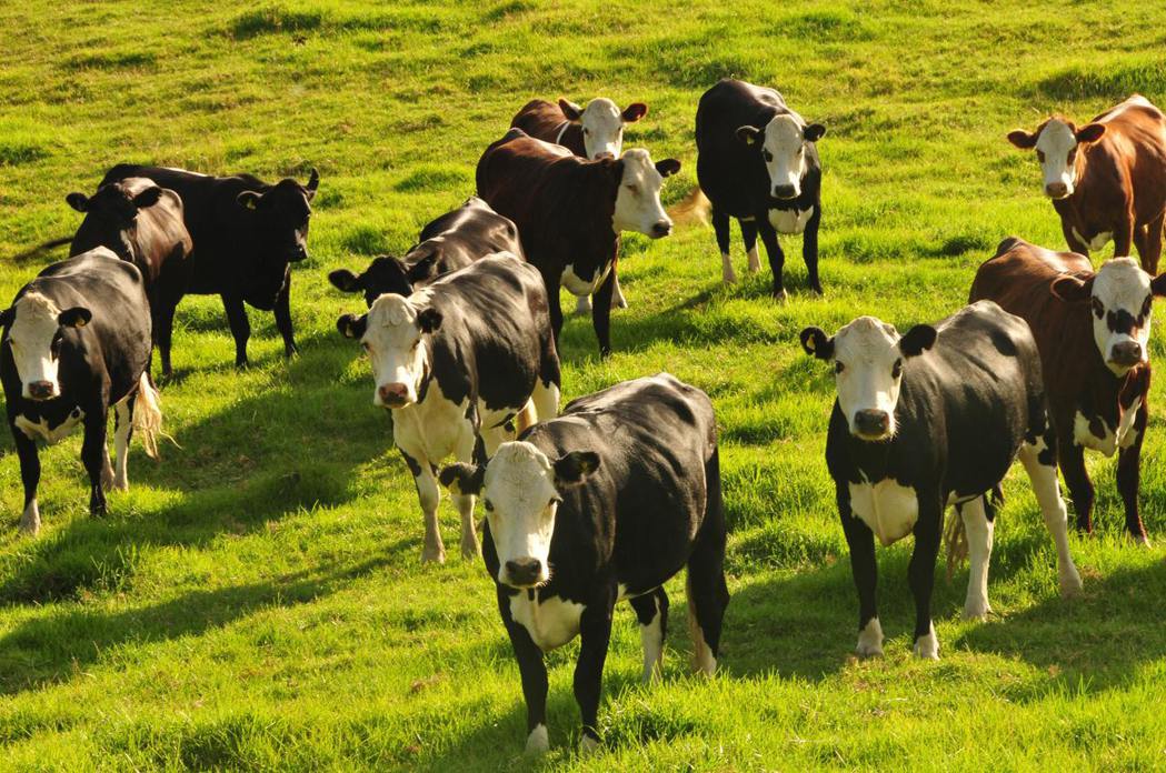 溫室氣體排放總量近半來自農業的紐西蘭，近日提出計畫，要農民為牛羊打嗝產生的溫室氣...