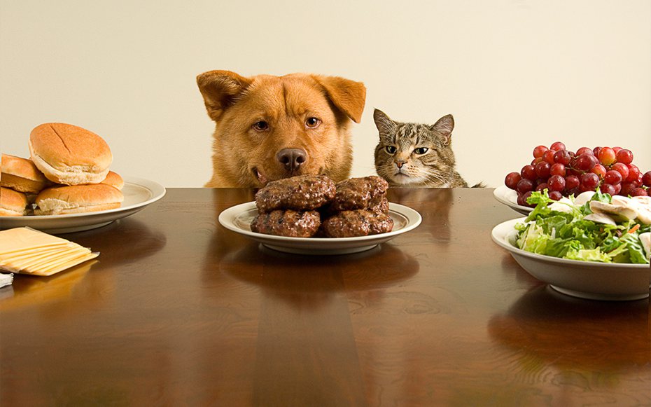 貓狗吃飯示意圖。 (圖／pixabay提供)