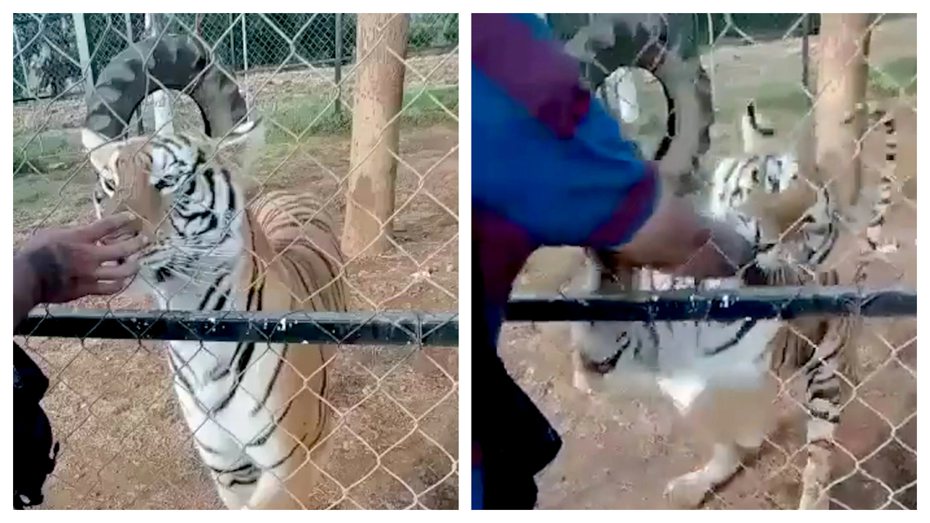 一名動物園飼育員覺得老虎很溫馴像大貓，伸手撫摸反被咬爆右手，最後送醫心臟病發死了。 (圖/取自推特影片)