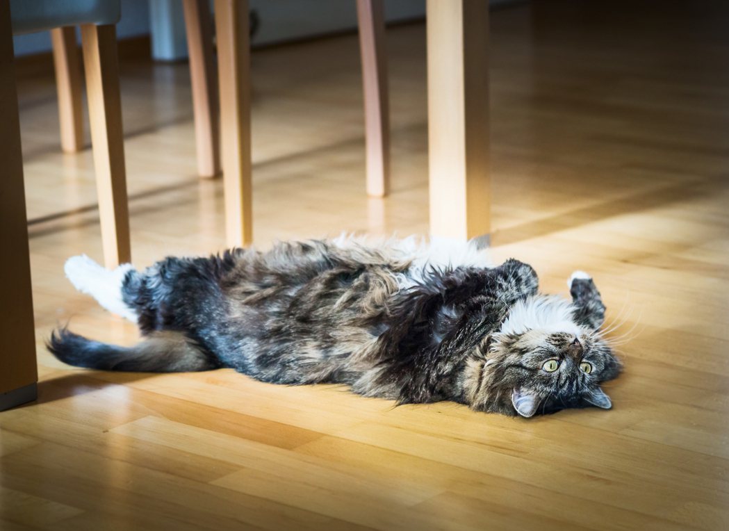 貓咪躺在地板散熱，示意圖／Ingimage