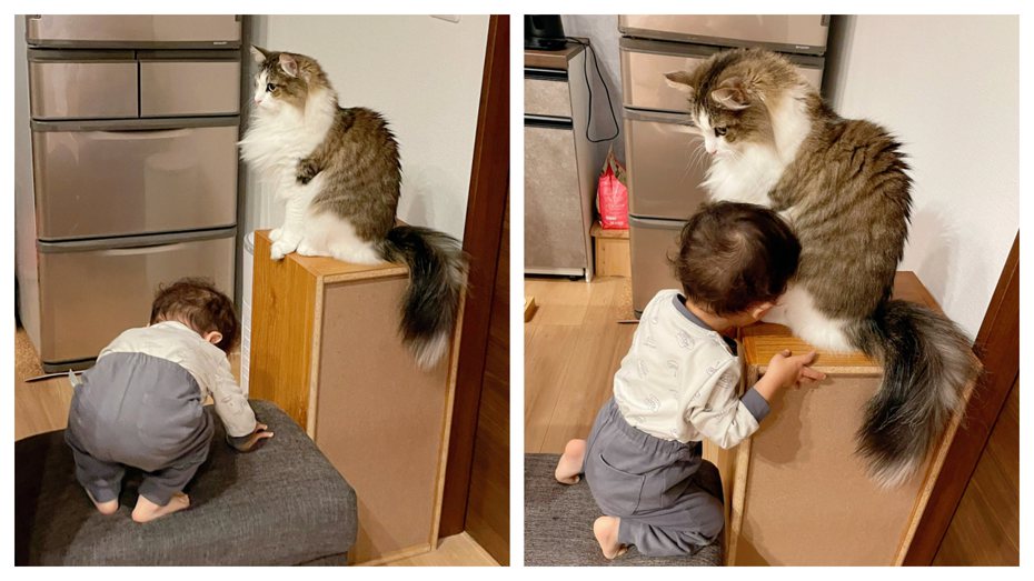 一名1歲男童要吸貓貓之前會跟貓咪鞠躬致意再擼貓。 (圖/取自推特)
