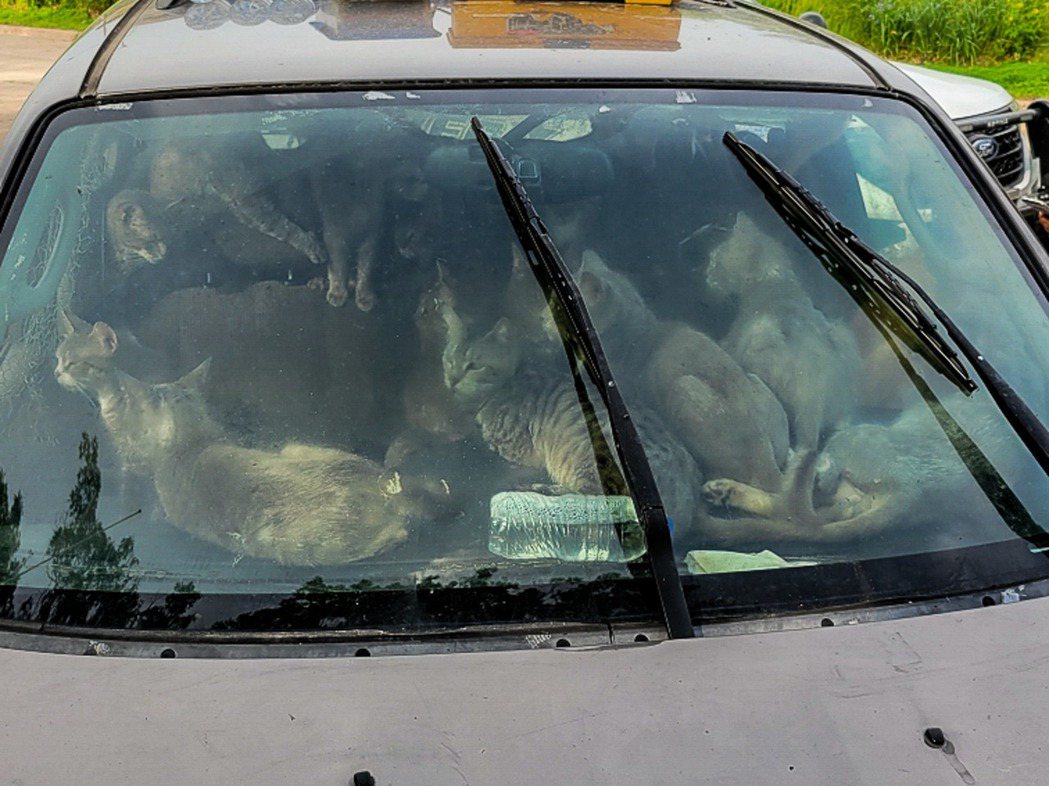 47隻貓被塞在車內。圖取自臉書