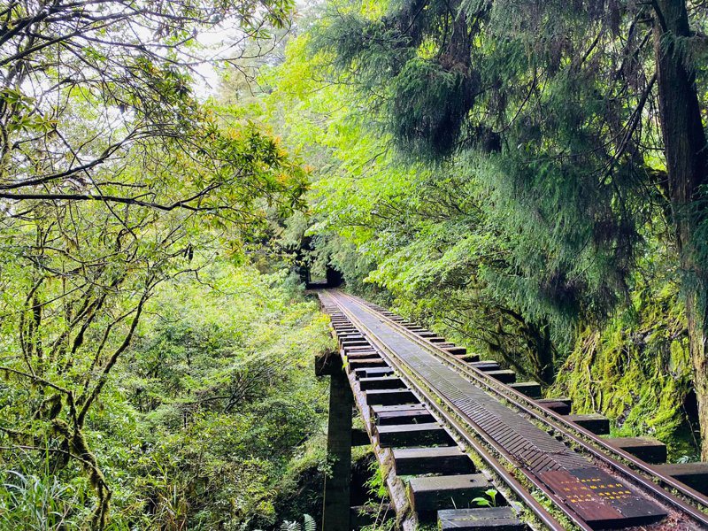 阿里山森林鐵路眠月線步道，有每日上線350人的管制，幾乎天天都是一位難求的情況。圖／取自阿里山國家森林遊樂區臉書