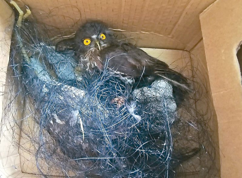 保育類褐鷹鴞誤中網，被網子纏得密密麻麻，幸好救活了。圖／議員連恩典提供