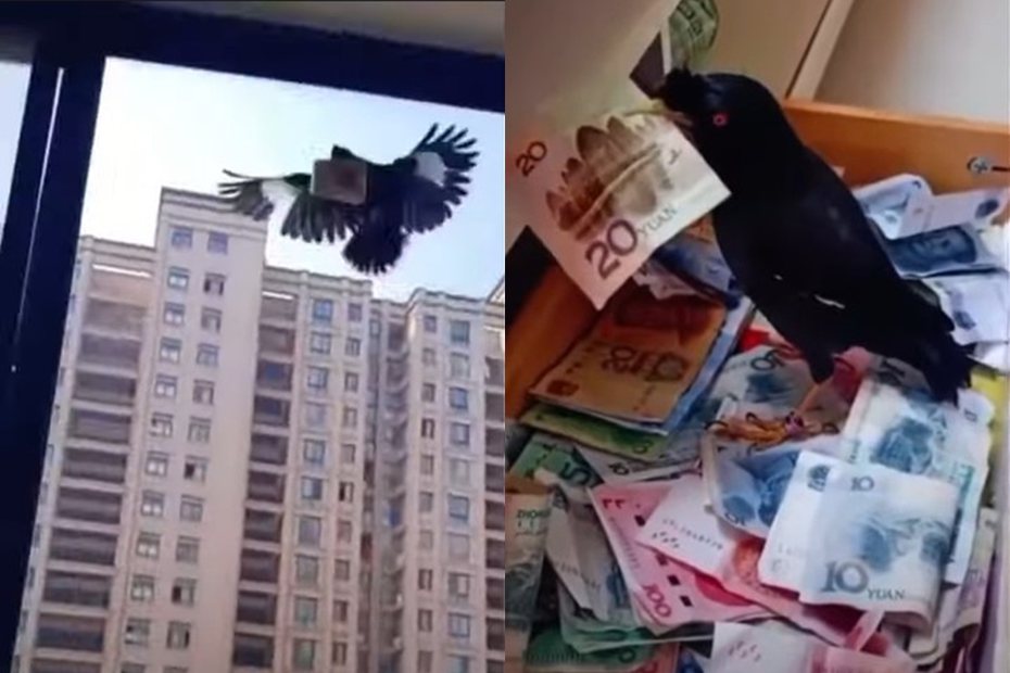 一隻八哥叼著紙鈔從窗戶飛進屋裡，降落在充滿鈔票的抽屜中。圖擷自Reddit