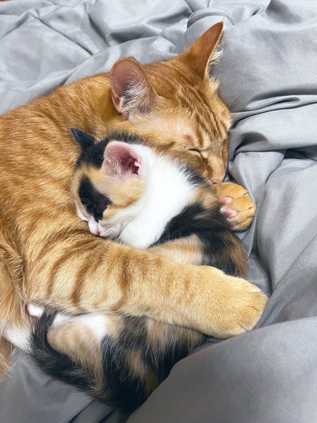 2歲大的橘貓Teto和僅1個月大的三花貓小春，兩隻貓緊緊相擁睡得香甜。圖擷自@senatetokoharu