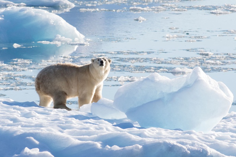 科學家在格陵蘭東南部發現一群遺世獨立的亞種北極熊生活在無海冰的環境，進一步觀察顯示牠們的生存之道不同於其他親戚，體型較小也比較「宅」、不太出遠門。圖為格陵蘭島東南部一頭北極熊行走在淡水冰上，攝於2016年9月。路透