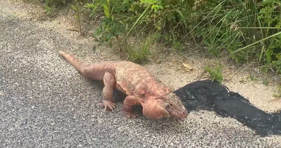 一隻橘紅色的蜥蜴被目擊在路上出沒，嚇壞不少民眾。 (圖/取自推特)