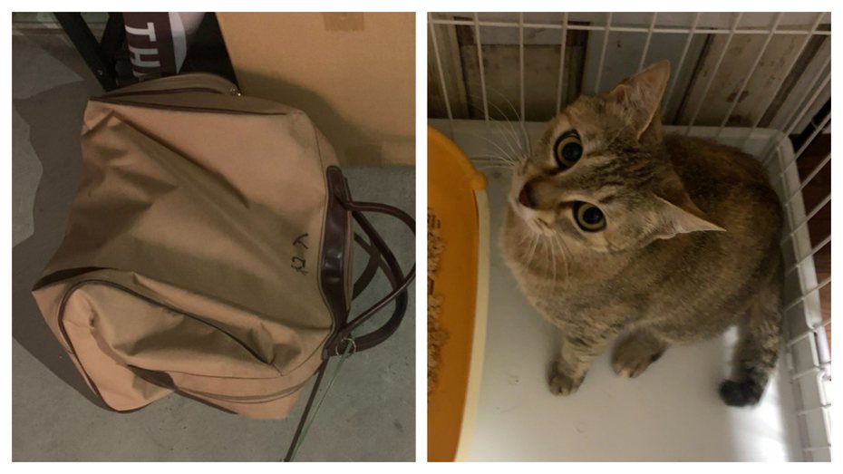 貓咪咖啡廳店長在店外撿到一個大波士頓包，打開來竟然有一隻即將臨盆母貓。 (圖/取自推特「」)