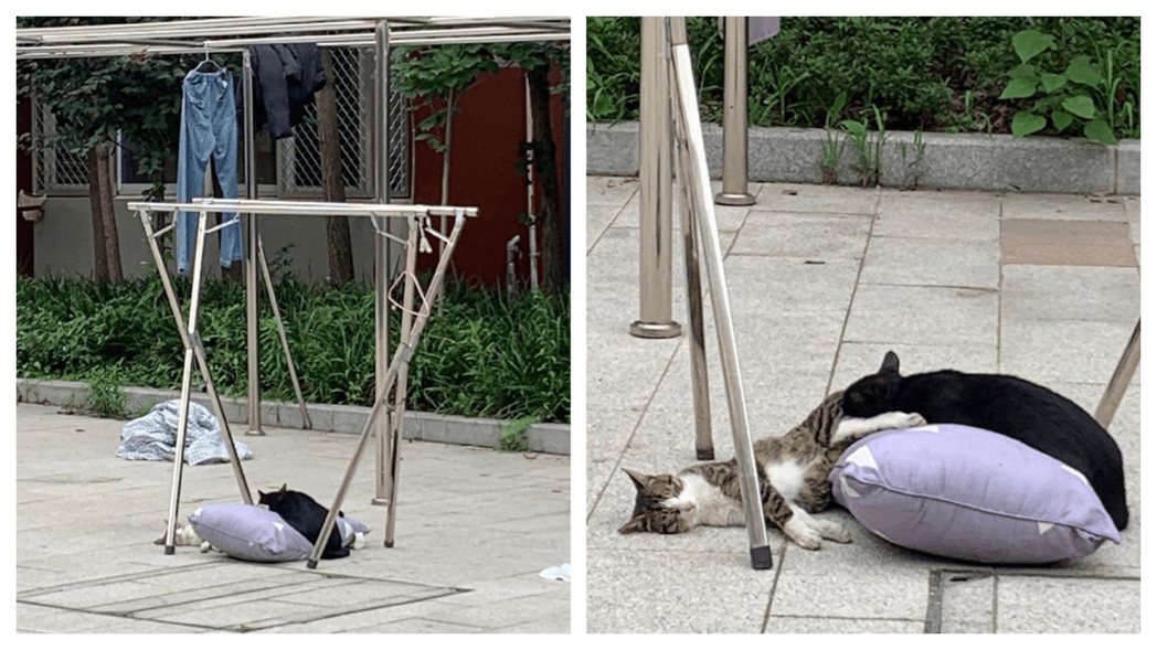 一名網友在廣場上曬寢具，兩隻路過的貓咪把掉下來的枕頭當成了睡窩睡午覺。 (圖/取自微博)