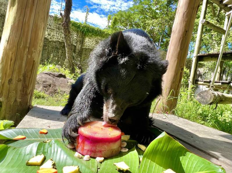 天熱壽山動物園請吃冰囉！黑熊「瑪莉」品嚐皇冠冰城客製的三色水果千層冰。記者林巧璉／翻攝