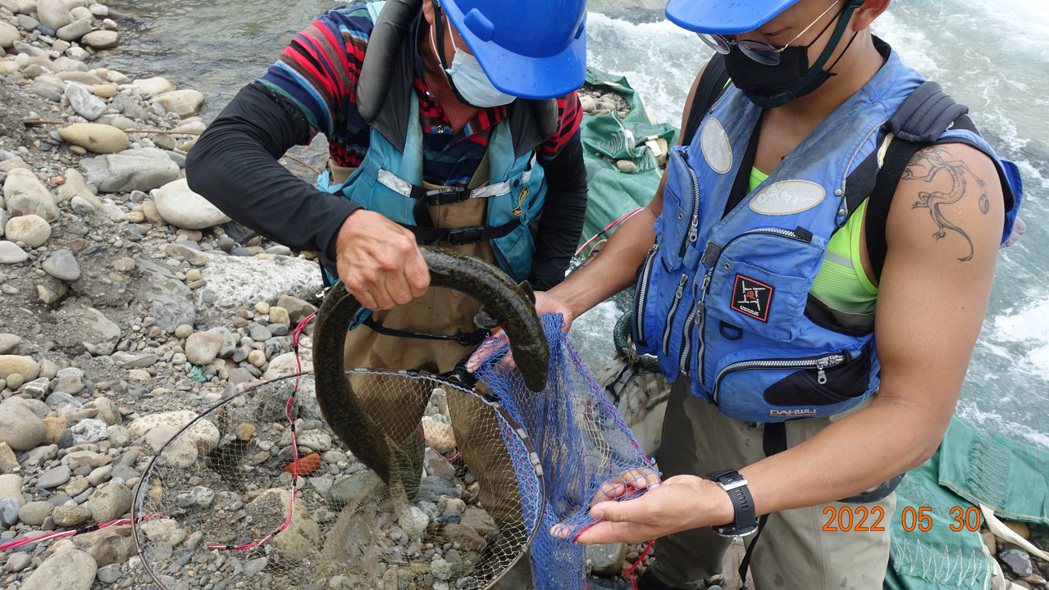 水利局與生物專家清華大學生命科學系教授曾晴賢合作，觀察到野生鱸鰻。圖／新北水利局提供