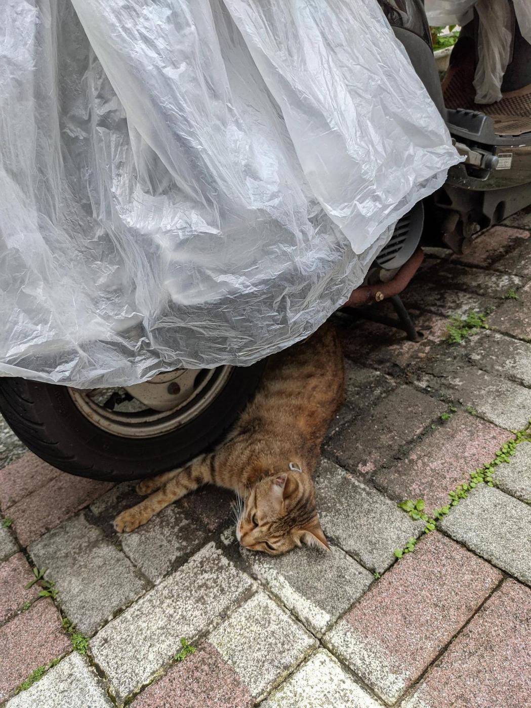 貓咪被壓在車下面，瘦瘦的感覺好可憐。圖／網友gu0117683授權