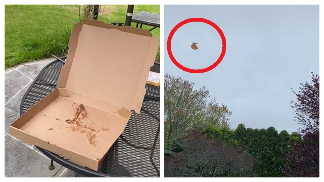 男子放室外的披薩不見了，轉頭看到一隻海鷗把披薩整塊叼走。 (圖/取自影片)