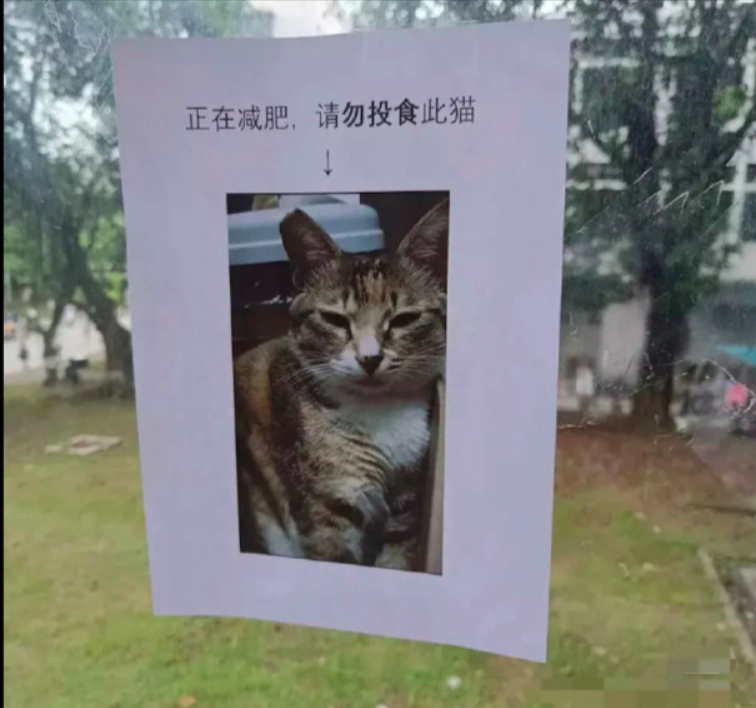禁止餵貓的公告。圖取自新浪新聞