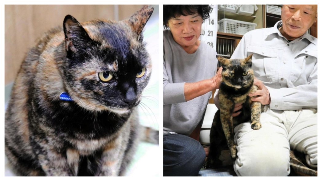 一對老夫妻2年前愛貓走丟，他們以為貓咪已經死了還辦法會超渡，結果後來貓咪奇蹟歸來。 (圖/取自「神戸新聞NEXT」)