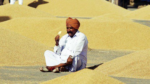 一名坐在成堆小麥旁的印度男子。 圖／路透社