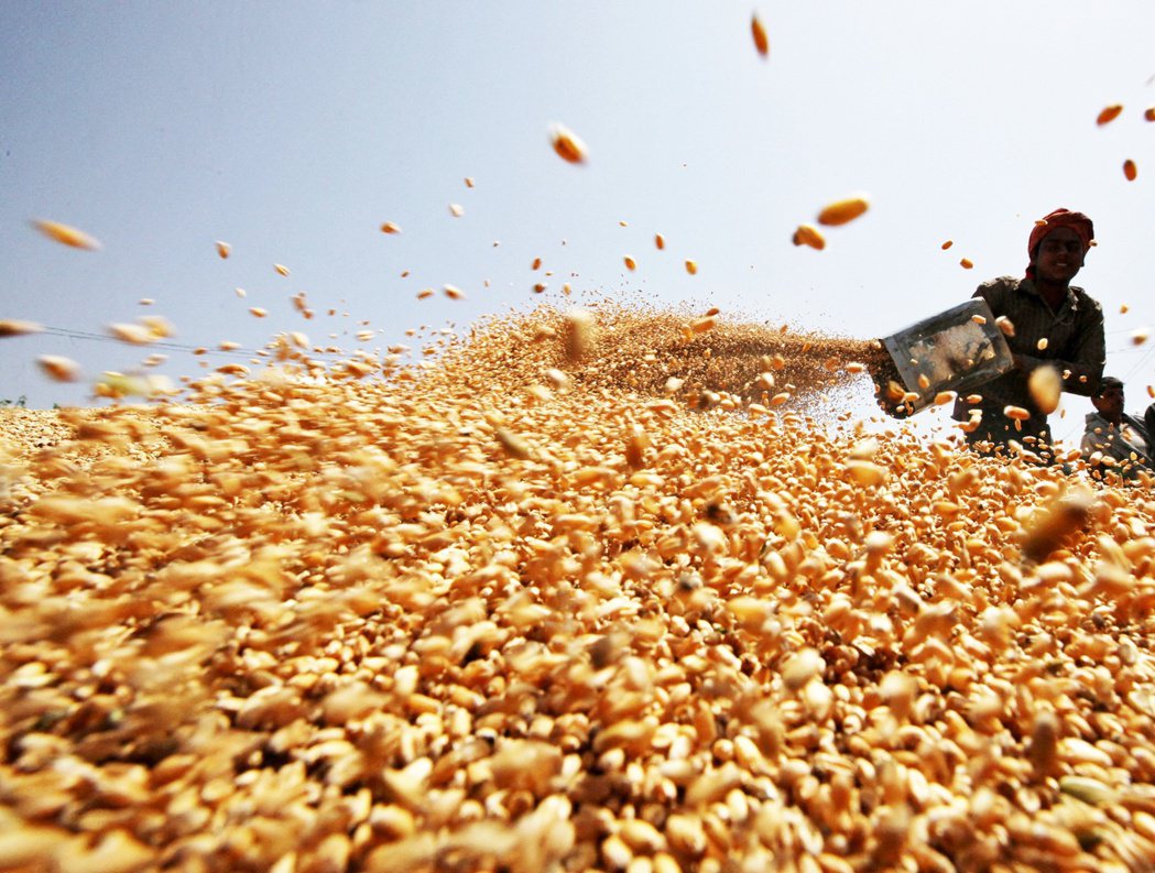 一名印度工人灑下小麥作物。 圖／路透社  