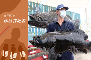 大陸禁止台灣石斑魚進口，衝擊石斑養殖漁業，業者希望政府多開拓其他通路，幫助產業度過難關。 圖／聯合報系資料照片