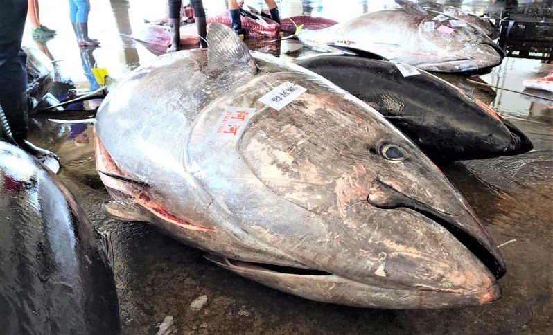 屏東黑鮪魚文化觀光季已進入尾聲，今天進港拍賣1尾重372公斤黑鮪魚，也是今年以來最重的，成為賣場的焦點，最後以1公斤370元成交，高於低於300元的均價。圖／東港區漁會提供