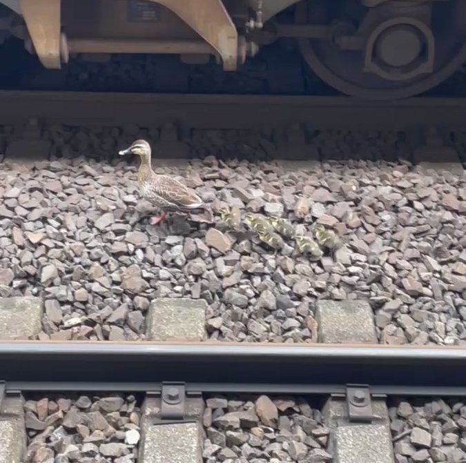 日本電車為闖入的鴨子們停駛了10分鐘。（圖／翻攝自推特@8keeeeta8）