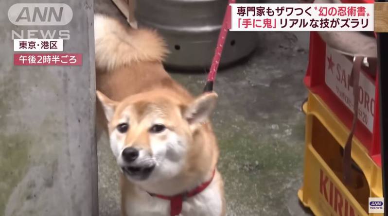 《間林清陽》記載的48種忍術中，有一招能使狗停止吠叫，日本記者也進行實測。圖／截自ANNnews YouTube影片畫面