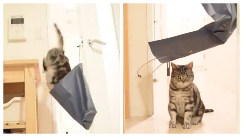 貓咪想要跳進紙袋一探究竟，結果大失敗。 (圖/取自推特)
