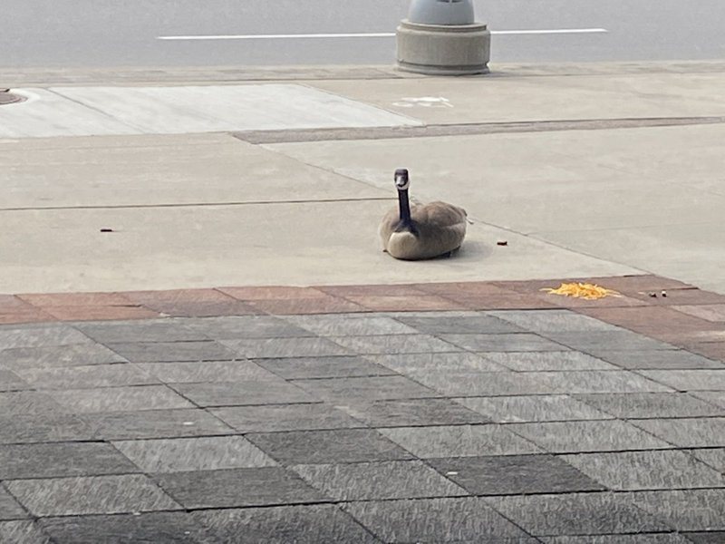 有不少路人經常目睹這隻喪妻雄性加拿大雁坐在地上，癡癡凝望等待死去的母雁回來。 (圖/取自推特)