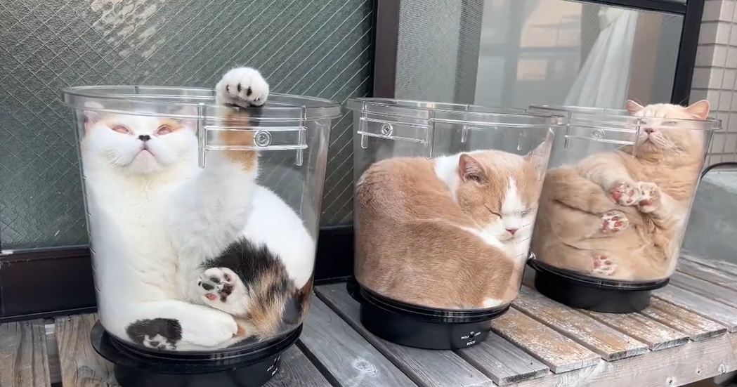 三隻貓咪像是液體一樣融化在會自動旋轉的透明杯子裡面，一邊睡午覺一邊曬太陽。 (圖/取自影片)