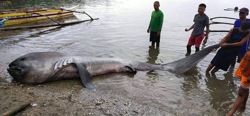 菲律賓南部沿海村莊發現一隻長相奇特的深海怪魚被沖上岸，竟是珍稀的「巨口鯊」。 (圖/取自臉書「Nonus Enolvus」)