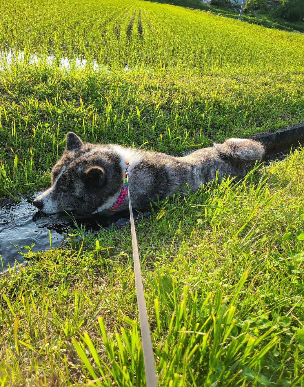 秋田犬「銀」的壯碩身材意外堵住水渠。圖擷自@gin20200122