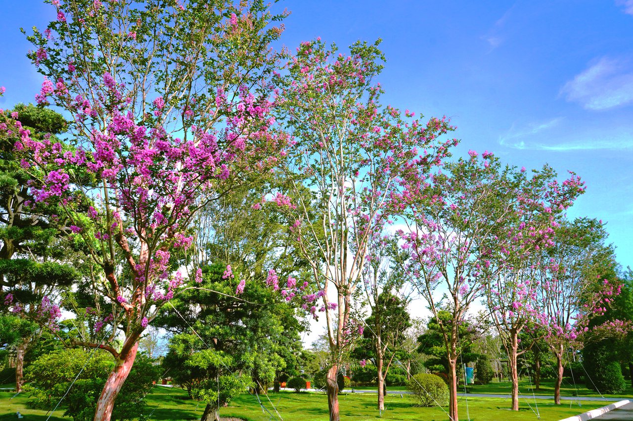 永靖鄉成美文化園正值紫薇花季，預計到6月底會有滿開的美麗景緻。 圖／成美文化園提...