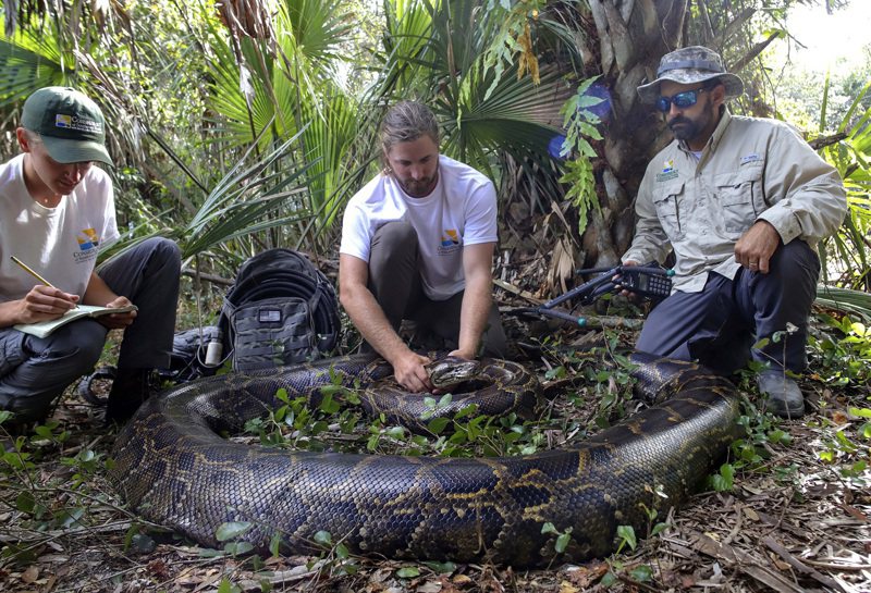 美國佛羅里達州一隊生物學家最近捕獲有史以來抓到的最重緬甸蟒，西南佛羅里達自然保護區的新聞稿指牠體重達98公斤，長度近5公尺，並孵有122個發育中的蛇卵。美聯社 / Conservancy of Southwest Florida