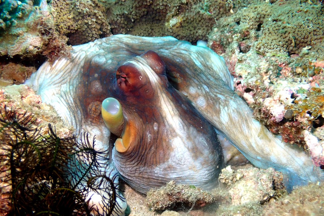 藍蛸個體重量可達2公斤以上，堪稱台灣章魚界的大哥大，具有經濟價值。圖／海科館提供