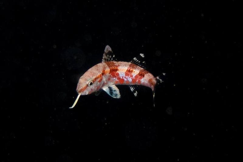 異棘鯡鯉。圖／栗光攝影