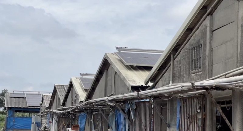 彰化縣芳苑鄉一家養豬場日前清晨下雨打雷後，疑因上方太陽能板漏電，造成近160頭豬傷亡，其中27隻種豬已被電死。圖／民眾提供