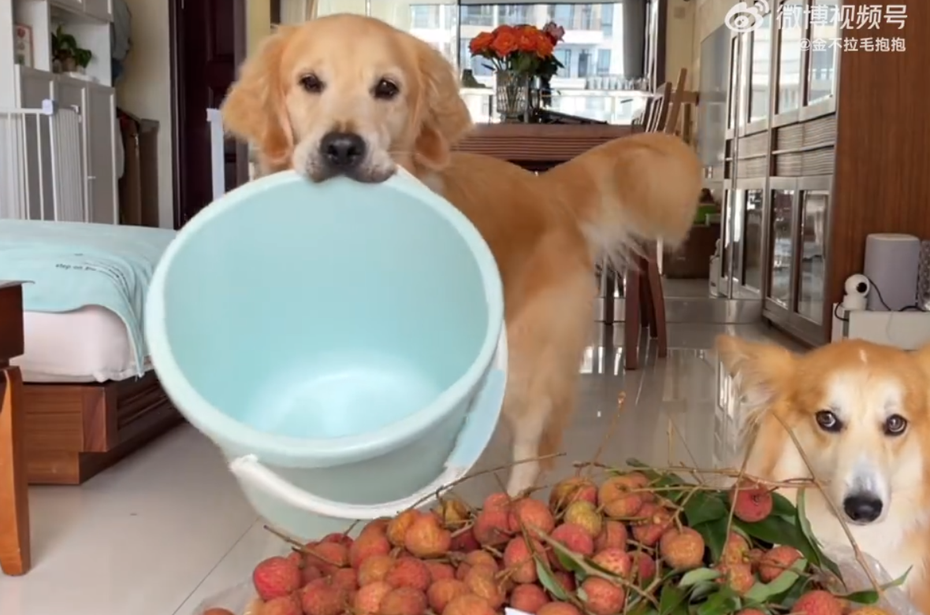 黃金獵犬叼水桶示意飼主給牠超多荔枝吃。圖取自微博