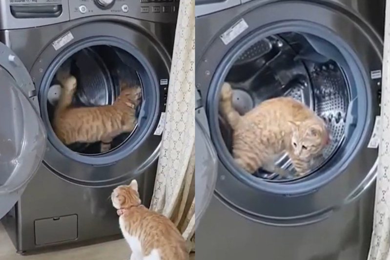 橘貓似乎把滾筒洗衣機當成滾輪使用。圖擷自動物梗圖星球